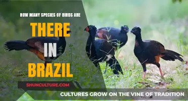 Exploring Brazil's Avian Diversity: Species Count and Conservation Efforts