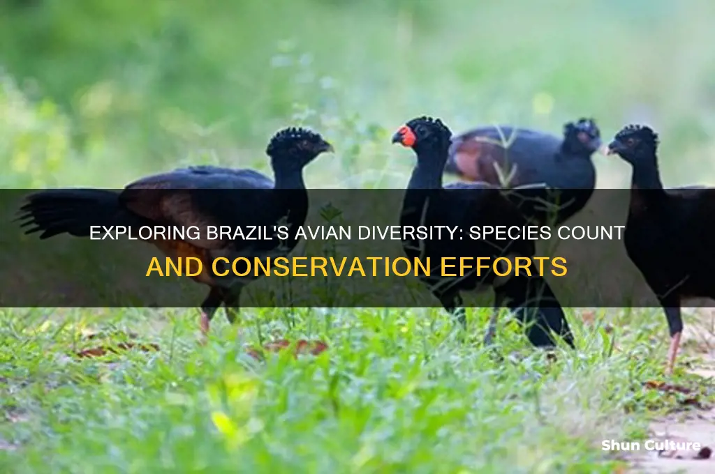 how many species of birds are there in brazil