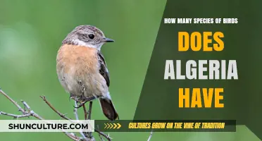 Exploring Algeria's Avian Diversity: Species Count and Unique Birds