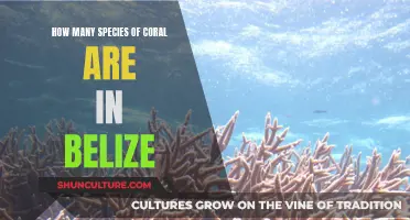 Belize's Barrier Reef: A Haven for Coral Diversity