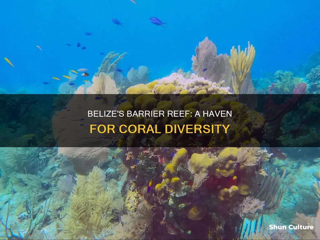 how many species of coral are in belize