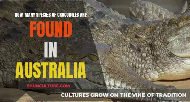 Exploring Australia's Diverse Crocodile Species
