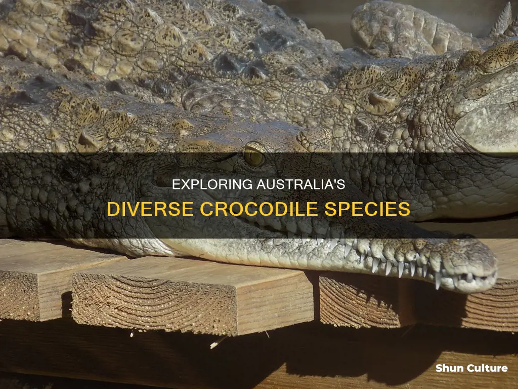 how many species of crocodiles are found in australia