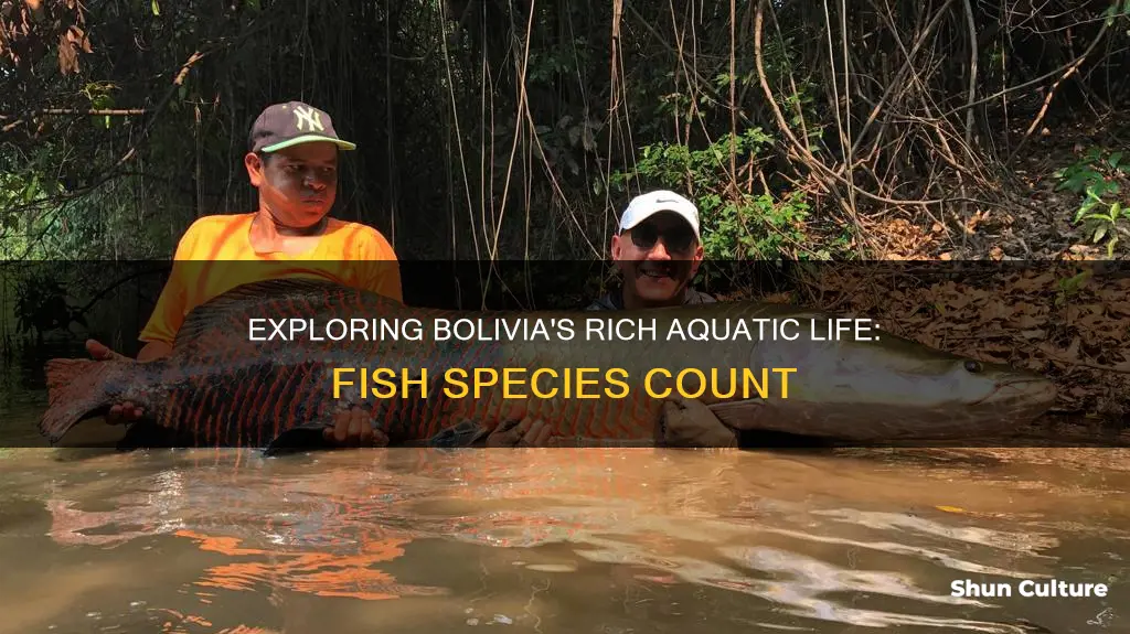 how many species of fish are there in bolivia