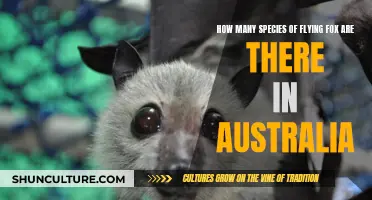 Flying Foxes Down Under: Exploring Australia's Diverse Species