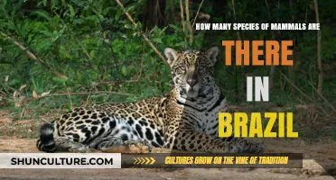 Exploring Brazil's Rich Mammal Diversity: Species Count and Conservation