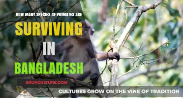 Surviving Primates in Bangladesh: Exploring the Country's Diverse Species Count