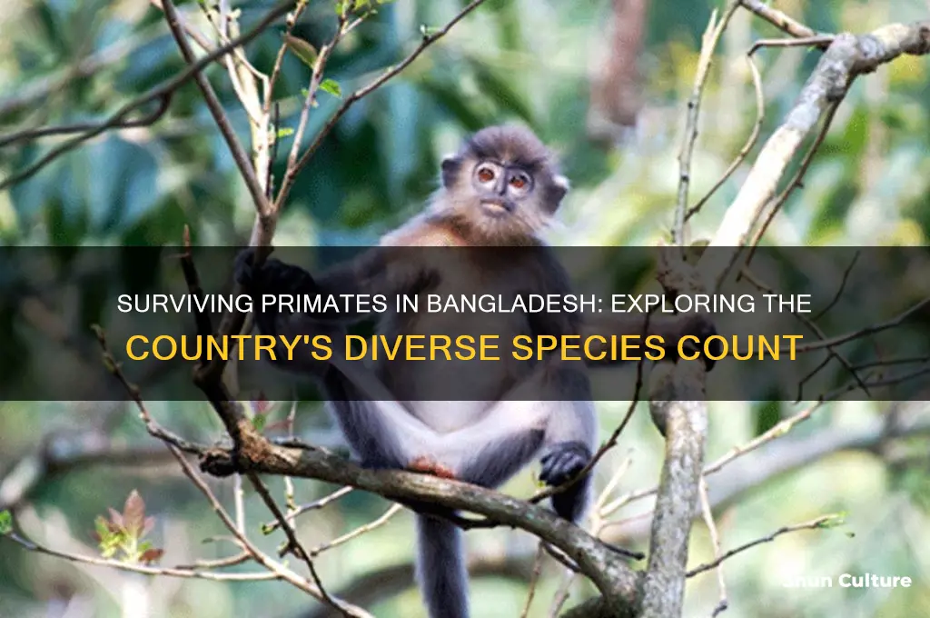 how many species of primates are surviving in bangladesh