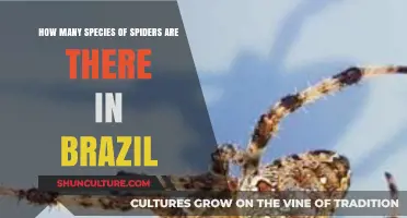 Exploring Brazil's Spider Diversity: Species Count and Fascinating Facts