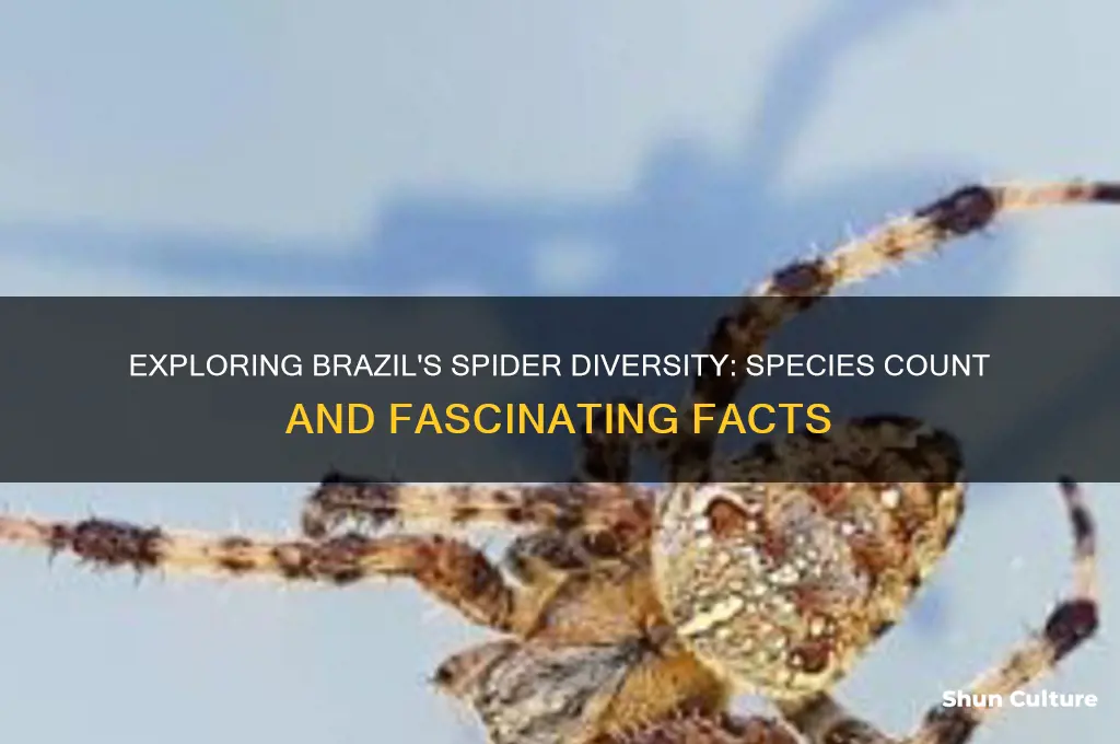 how many species of spiders are there in brazil