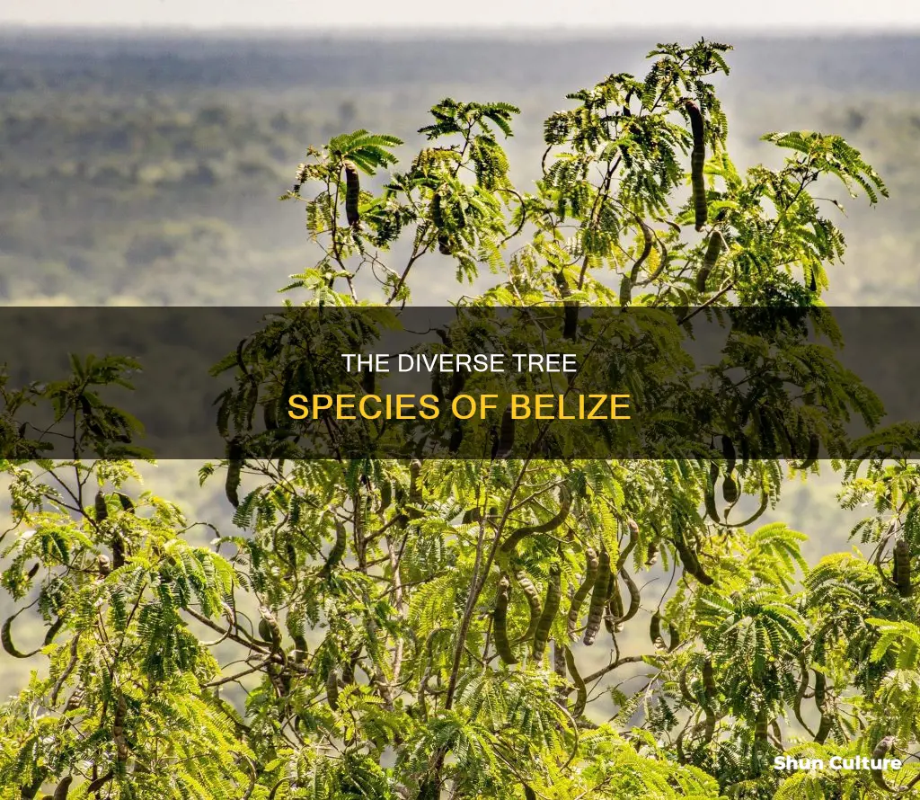 how many species of trees in belize