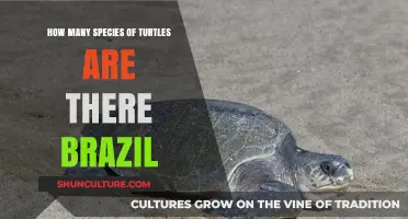 Exploring Brazil's Turtle Diversity: Species Count and Conservation Efforts