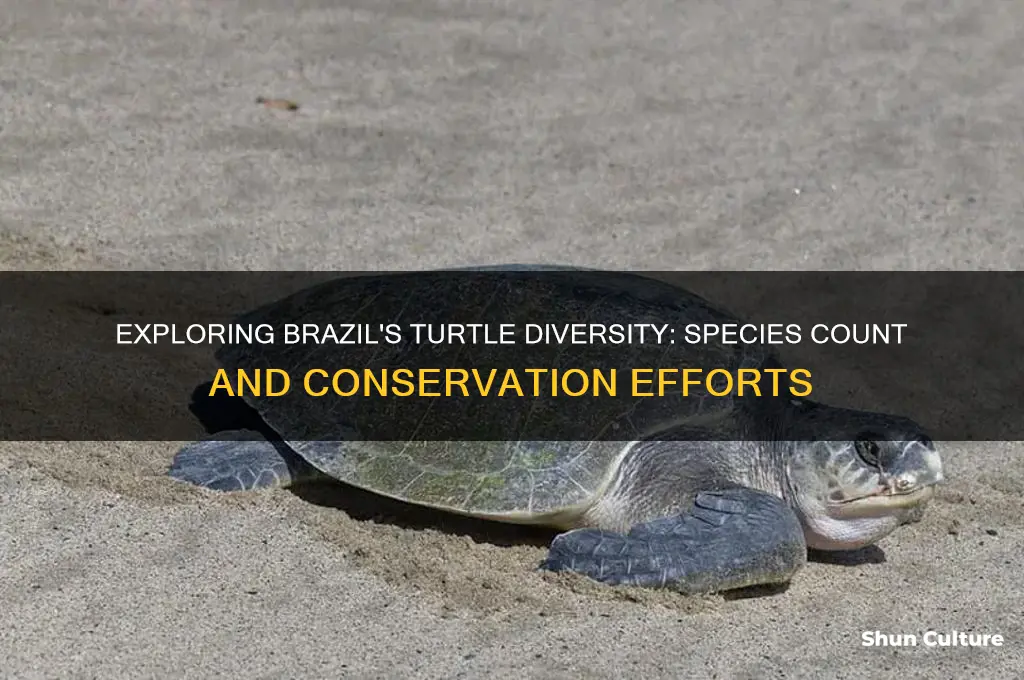 how many species of turtles are there brazil