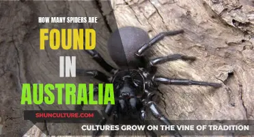 Spiders Down Under: A Comprehensive Count