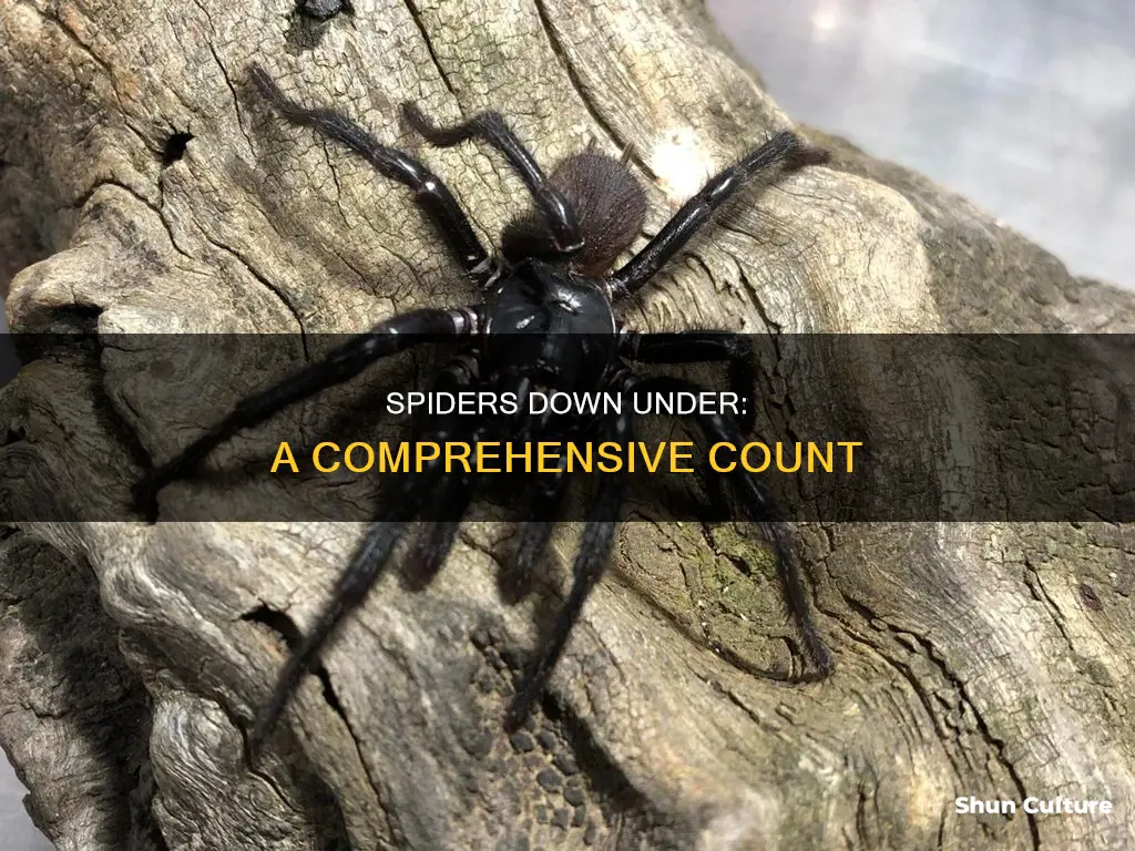 how many spiders are found in australia