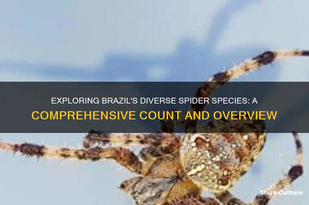 how many spiders species are thare in brazil