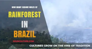 Exploring Brazil's Rainforest: Square Mileage and Conservation Efforts