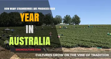 Annual Strawberry Production in Australia: A Sweet Harvest Overview