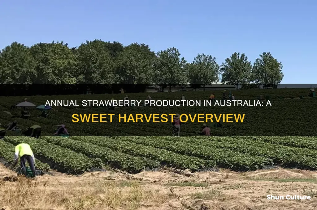 how many strawberries are produced each year in australia
