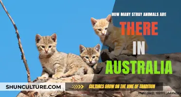 Stray Animals in Australia: An Alarming Number
