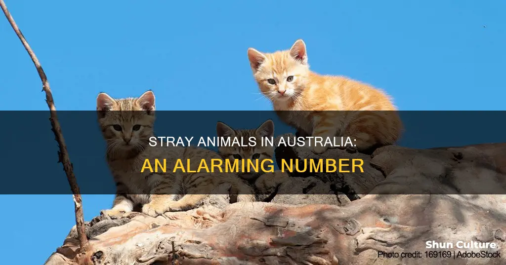 how many stray animals are there in australia