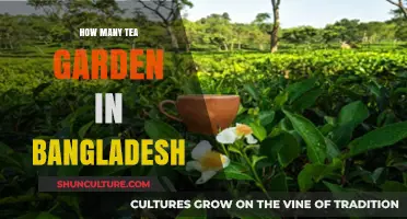 Exploring Bangladesh's Tea Gardens: A Comprehensive Count and Overview
