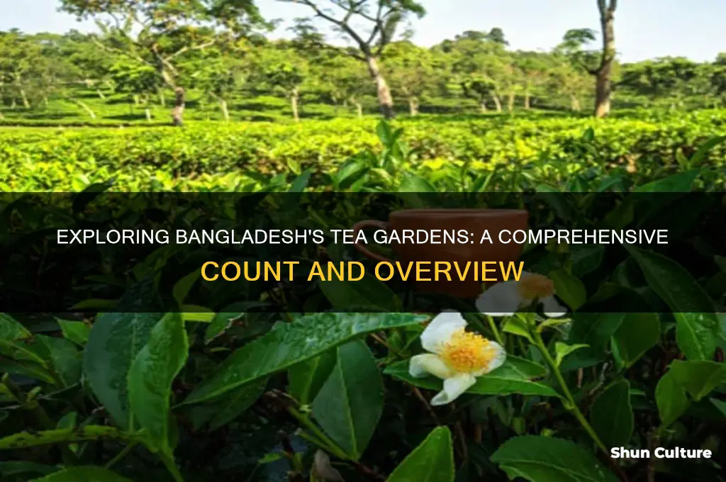 how many tea garden in bangladesh