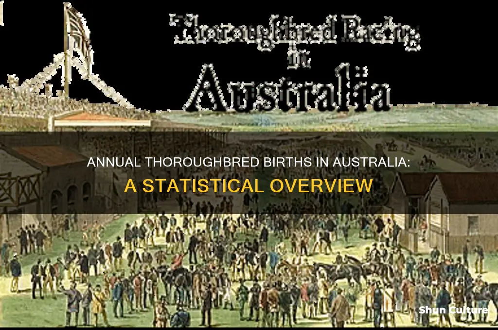 how many thoroughbreds are born each year in australia