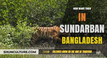Exploring Sundarban's Tiger Population: A Comprehensive Bangladesh Count