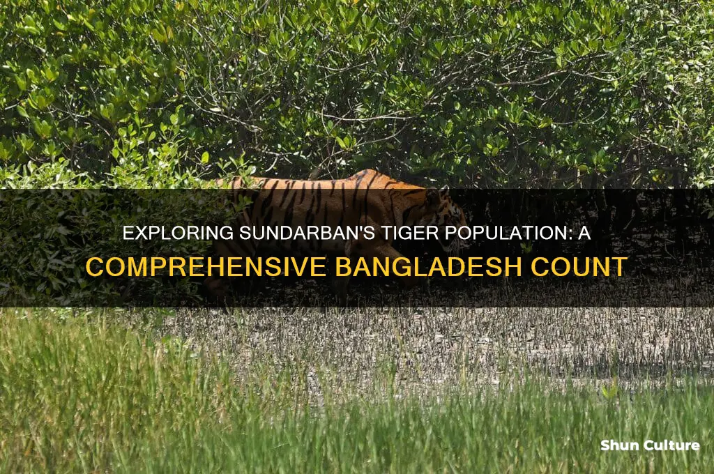 how many tiger in sundarban bangladesh