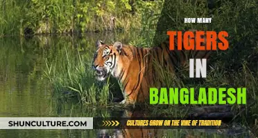 Exploring Bangladesh's Tiger Population: Current Numbers and Conservation Efforts