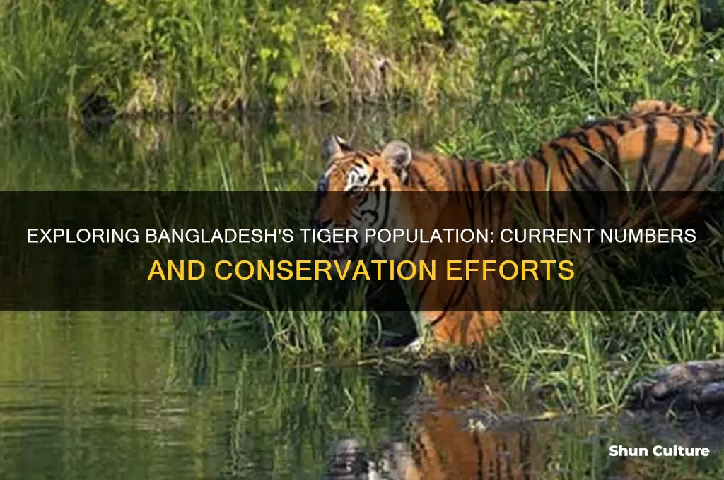 how many tigers in bangladesh