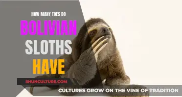 Toes of Bolivian Sloths: How Many Do They Have?