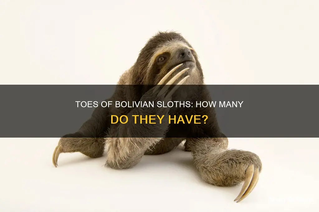 how many toes do bolivian sloths have