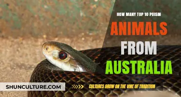 Deadly Down Under: Australia's Top 10 Poisonous Animals