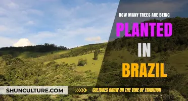 Brazil's Reforestation Efforts: Counting the Trees Planted Annually