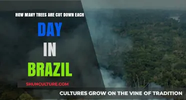 Daily Deforestation in Brazil: How Many Trees Are Lost?