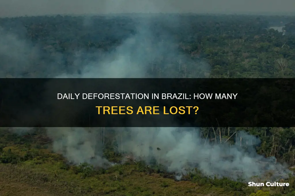 how many trees are cut down each day in brazil