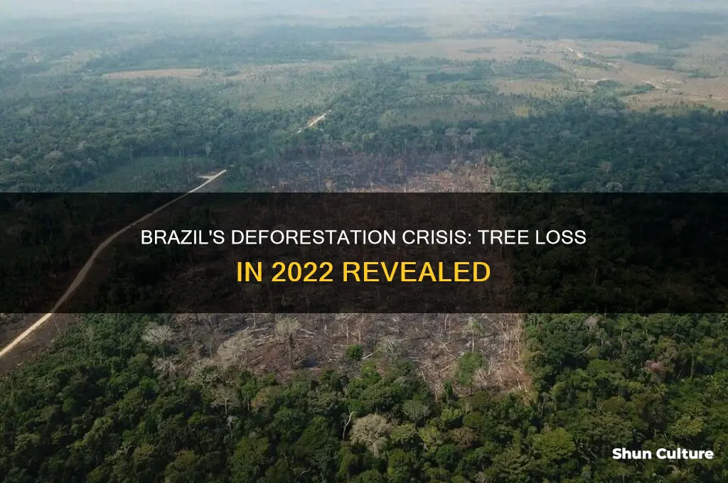 how many trees killed in brazil last year