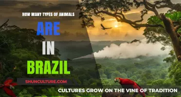 Exploring Brazil's Diverse Wildlife: Types of Animals Found in the Country