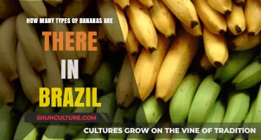 Exploring Brazil's Diverse Banana Varieties: Types and Unique Flavors