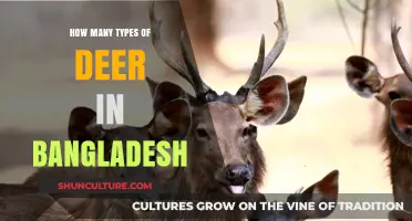 Exploring the Diverse Deer Species Found in Bangladesh