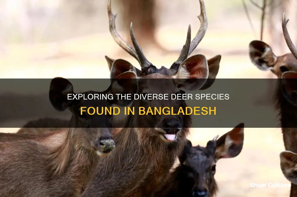 how many types of deer in bangladesh