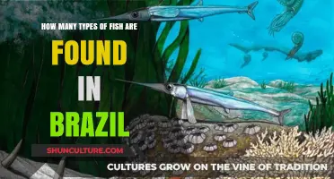Exploring Brazil's Diverse Fish Species: Types and Aquatic Biodiversity