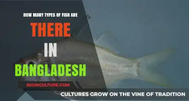 Exploring Bangladesh's Diverse Fish Species: Types and Varieties Revealed