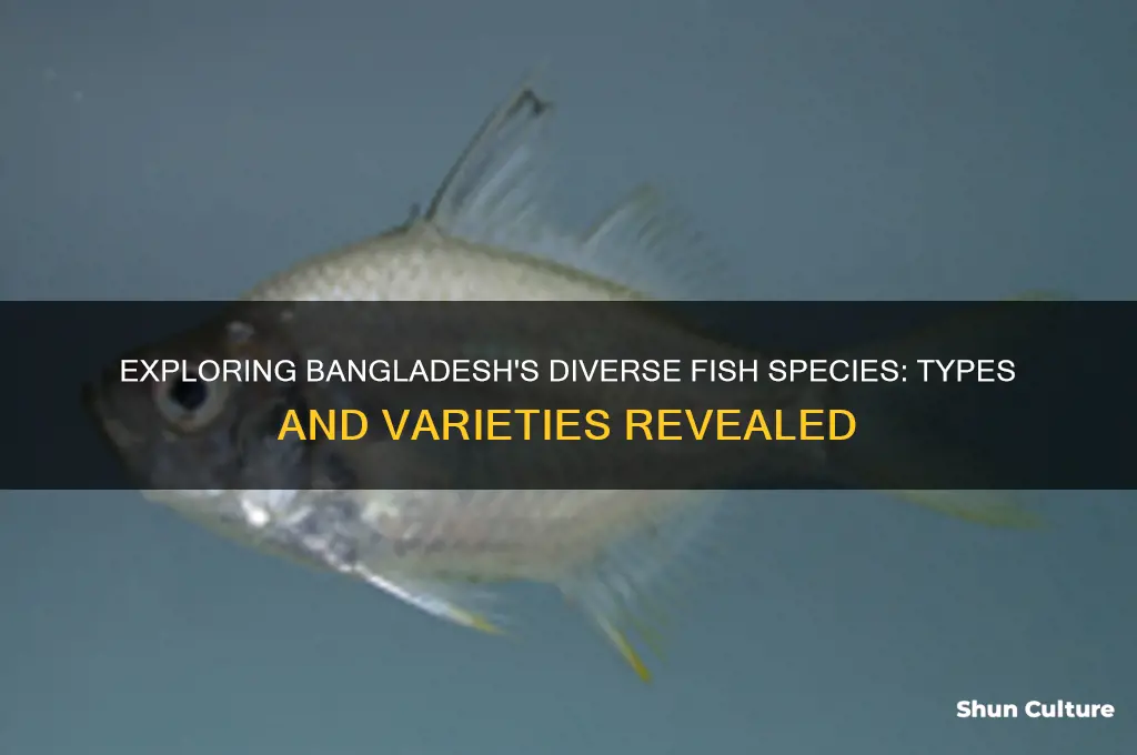 how many types of fish are there in bangladesh