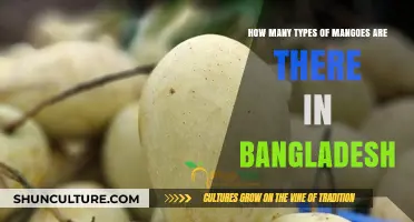 Exploring the Diverse Varieties of Mangoes in Bangladesh
