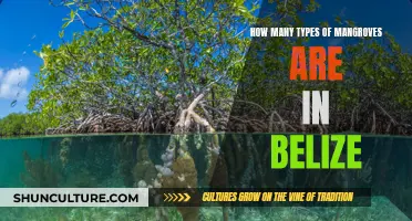 Belize's Mangrove Diversity