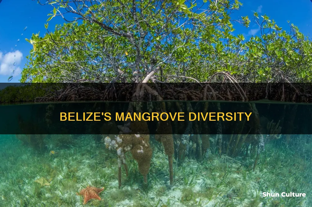 Belize's Mangrove Diversity | ShunCulture