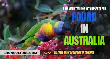 Exploring Australia's Diverse Native Flora: A Comprehensive Guide